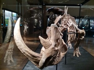 Originální kostra srstnatého nosorožce