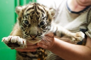 Pražská zoo - mládě tygra sumaterského